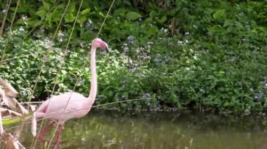 4K, ağaçların arasında suda yürüyen büyük bir flamingo. Phoenicopterus Roseus, Güneydoğu Asya hayvanat bahçesindeki gölde. Flamingolar yeşil arkaplanlı laguna 'da dolaşır.