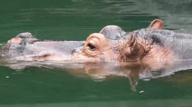 Kafasını tatlı su gölünden çıkaran sıradan bir su aygırı. Vahşi su aygırları su birikintisinde yüzüyor. Hippopotamus amfibik Afrika 'dan yarı su memelisidir. Hippopotamidae-Dan Ailesi