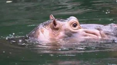 Kafasını tatlı su gölünden çıkaran sıradan bir su aygırı. Vahşi su aygırları su birikintisinde yüzüyor. Hippopotamus amfibik Afrika 'dan yarı su memelisidir. Hippopotamidae-Dan Ailesi