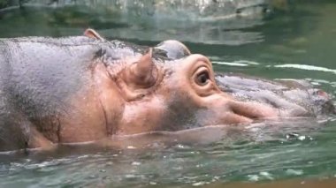 Sıcak bir yaz günü hayvanat bahçesinde sudan çıkan su aygırlarına yakın bir yerde. Hippopotamus amfibik ya da suaygırı, Sahra altı Afrika 'da yaşayan yarı su memelisidir. Hippopotamidae-Dan Ailesi