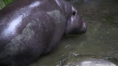Bir Pigme Hippo sıcak bir yaz günü göl suyunda banyo yapar, Pigme Hippopotamus-Dan