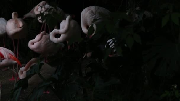 Een Groep Flamingo Rusten Het Meer Tussen Bomen Een Dag — Stockvideo