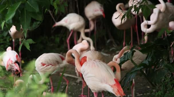 Группа Фламинго Отдыхающих Озере Среди Деревьев Жаркий Летний День Phoenicopterus — стоковое видео