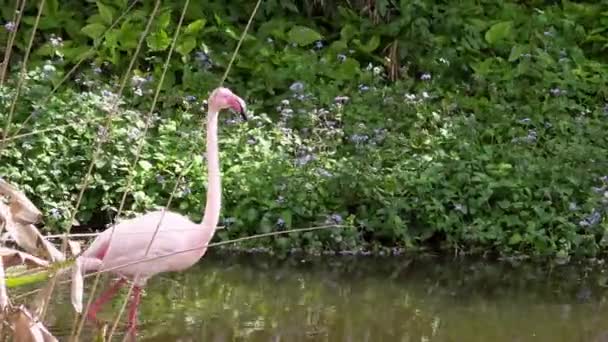 木の間の水の上を歩く大きなフラミンゴ 東南アジアの動物園の湖でフェニコテルスのバラ フラミンゴは緑の背景ダンとラグナの周りを歩く — ストック動画