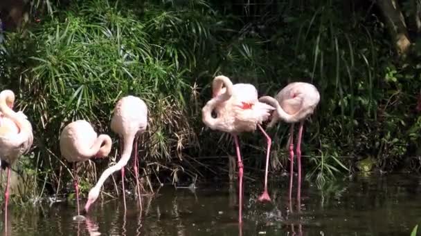 4K, Grand flamant rose cherchant de la nourriture sur l'eau parmi les arbres. Phoenicopterus roseus se nourrit dans le lac du zoo de l'Asie du Sud-Est. Flamants roses explorant le sol à la recherche de nourriture autour de laguna.-Dan 