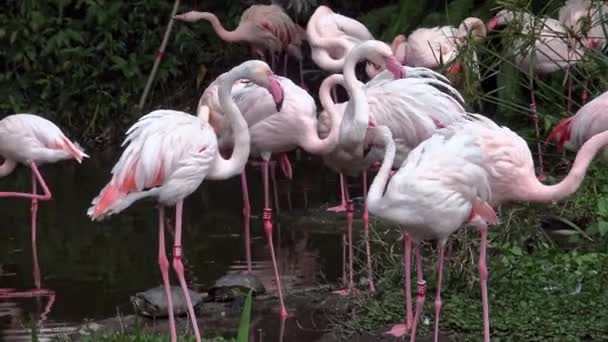 4K, Un groupe de flamants roses plus grands se reposent dans le lac parmi les arbres. Phoenicopterus roseus au zoo de l'Asie du Sud-Est. Flamants roses se nourrissant à laguna.-Dan 