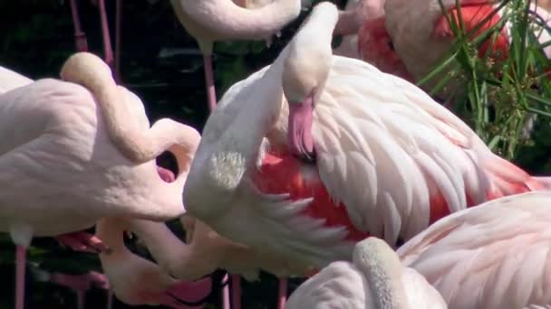 Een Groep Grotere Flamingo Rust Het Meer Tussen Bomen Phoenicopterus — Stockvideo