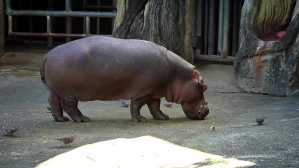 Cámara Lenta Hipopótamo Común Está Comiendo Zoológico Hipopótamo Alimenta Hippopotamus — Vídeos de Stock