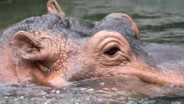 Yavaş Aygırları Yazın Vahşi Doğada Göl Suyunda Yıkanır Hippopotamus Amfibik — Stok video