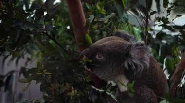 Hayvanat bahçesindeki bir ormanlık alanda yeşil okaliptüs yaprakları yiyen sevimli bir koalanın Yavaş Hareketi. Phascolarctos cinereus, Avustralya 'ya özgü otobur bir keseli. Hayvan besleniyor. Dan.