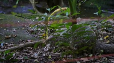 Yengeç yiyen bir firavun faresi akşam vakti doğada beyaz bir fare yiyor. Herpestes urva, Asya 'da yaşayan bir firavun faresidir. Hayvanat bahçesi ormanında hayvan besleniyor. - Dan.