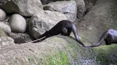 4K, Su samurları doğal ortamda nehir kenarındaki kayalıklarda yiyecek arıyorlar. Yüzdükten sonra bile tüyleri ıslak. Lutrinae bir su hayvanıdır. Mustelidae ailesi. - Dan.