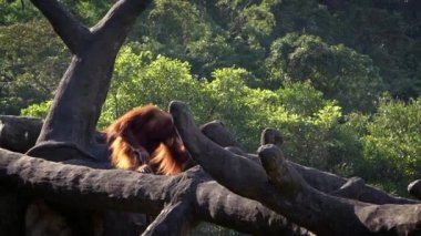 Yetişkin orangutanların Yavaş Hareketi güzel bir güneş gününde ağaçların tepesine tırmandı. Pongo Pygmaeus hayvanat bahçesindeki ağaçlarda asılı. Endonezya ve Malezya 'ya özgü bir maymun.