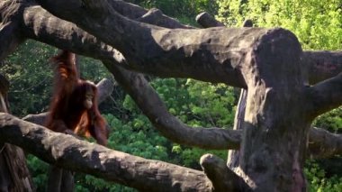 Yetişkin orangutanların Yavaş Hareketi güzel bir güneş gününde ağaçların tepesine tırmandı. Pongo Pygmaeus hayvanat bahçesindeki ağaçlarda asılı. Endonezya ve Malezya 'ya özgü bir maymun.
