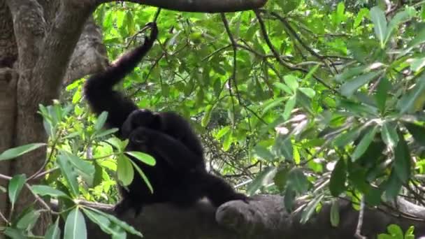 4K, Un gibbon à fourrure noire est assis et reposant sur des branches d'arbre. Symphalangus syndactylus sauvage suspendu à travers les arbres de la forêt tropicale. Siamang arboricole avec une fourrure plus foncée dans la nature sauvage forêt tropicale. - Dan 