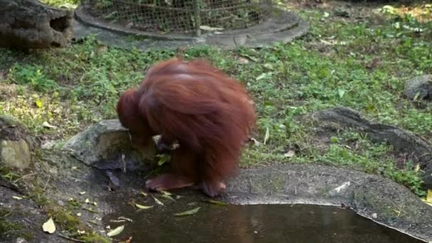 Mouvement lent de la mère et le bébé né orang utan boire de l'eau d'une source de parc. Orangutang femelle adulte prendre soin du petit. Pongo Pygmaeus mange dans un zoo. Singes originaires d'Indonésie et de Malaisie. Dan 
