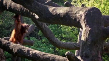 Yetişkin bir orangutan güzel bir güneş gününde ağaçların tepesine tırmandı. Pongo Pygmaeus hayvanat bahçesindeki ağaçlarda asılı. Endonezya ve Malezya 'ya özgü bir maymun.