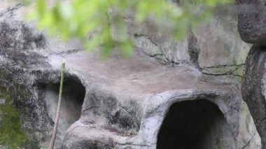 Yetişkin bir Formosa Kara Ayısı sıcak bir yaz günü mağarada uyuyor, Ursus Thibetanus Formosanus hayvanat bahçesinde.