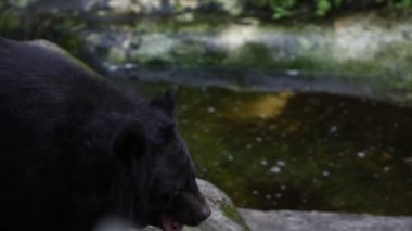 Sıcak bir yaz gününde kayanın üzerinde yürüyen yetişkin bir Formosa Kara Ayısı, hayvanat bahçesindeki Ursus Thibetanus Formosanus ve Dan
