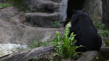 Yetişkin bir Formosa Black Bear sıcak bir yaz gününde bahçede kayanın üzerinde oturur, Ursus Thibetanus Formosanus hayvanat bahçesinde.