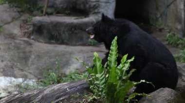Yetişkin bir Formosa Black Bear sıcak bir yaz gününde bahçede kayanın üzerinde oturur, Ursus Thibetanus Formosanus hayvanat bahçesinde.