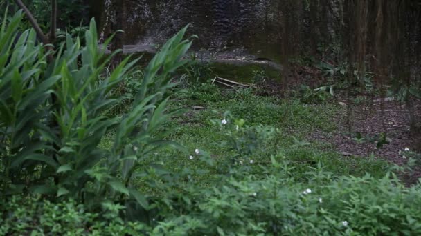 Ours noir adulte de Formose marchant pour la forêt lors d'une chaude journée d'été, Ursus Thibetanus Formosanus dans la jungle tropicale Dan 