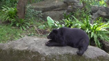 Yetişkin bir Formosa Siyah Ayısı 'nın 4K' sı sıcak bir yaz gününde bahçedeki kayanın üzerine uzanmış Ursus Thibetanus Formosanus hayvanat bahçesindeki Dan