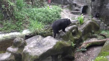 4k Bir yetişkin Formosa Siyah Ayı sıcak bir yaz gününde kayanın üzerinde yürüyor, Ursus Thibetanus Formosanus hayvanat bahçesinde