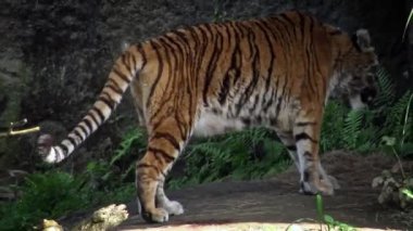 4K, Bengal kaplanı hayvanat bahçesindeki ağaçların arasında ormanda yürüyor. Asyalı Panthera tigris tigris tigris doğal yaşam rezervinde. Tigress, Asya-Dan bölgesinin tropikal ormanlarında yaşayan bir tür.