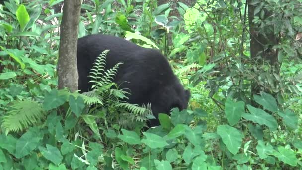 Ours noir adulte de Formose marchant pour la forêt lors d'une chaude journée d'été, Ursus Thibetanus Formosanus dans la jungle tropicale Dan 