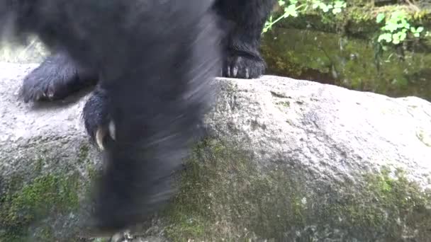 4k griffes d'ours noir adulte Formosa marchant sur le rocher lors d'une chaude journée d'été, Ursus Thibetanus Formosanus au zoo-Dan 