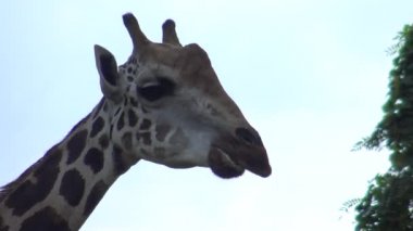 4k, hayvanat bahçesinde yürüyen zürafa (Zürafa camelopardalis)