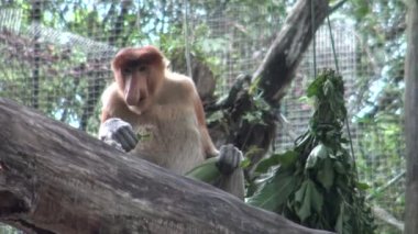 4k, horoz maymunu, güneydoğu Asya 'daki Borneo-Dan adasına özgü uzun burunlu maymun (Nasalis larvatus) olarak bilinen hayvanat bahçesindeki bir ağaçta yemek yiyor.