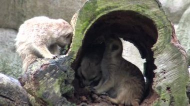 4k Hayvanat bahçesindeki mirket veya cerrahi (Suricata suricatta)