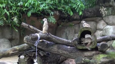 4k Hayvanat bahçesindeki mirket veya cerrahi (Suricata suricatta)