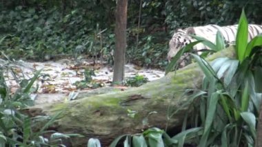 4k beyaz kaplan ormanda yürüyor. Güçlü yırtıcı. - Dan.