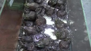 Tamsui Caddesi 'ndeki gece pazarında 4K Canlı Kurbağalar Satılık ve Pişirme. Tayvan, Taipei 'de çekilmiş. - Dan.