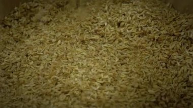 Slow Motion, toplanan sağlıklı çeltik pirincinin düşüşünü yakından takip ediyor. Pirinç tohumları arka planda. Çiftçi beslenme konsepti. Pirinç kürekleri yavaş yavaş pirincin düştüğü odun kübüne düşüyor.