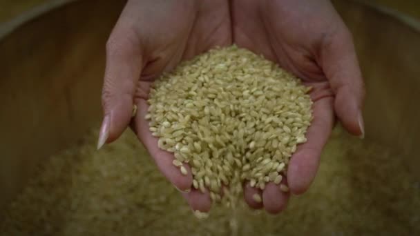 慢动作紧贴双手握住收获的健康水稻的顶部视图 以控制质量 稻种在一个年轻女子的手掌上 稻谷背景 农民饲料概念 — 图库视频影像
