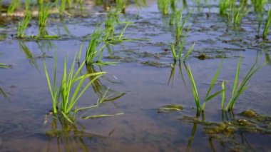 4K, Tainan, Tayvan 'da güzel yeşil pirinç tarlalarına yakın çekim. Güzel pirinç ekinleri ve su çiftliği doğa tarlaları. Dağ-Dan pirinç tarlalarının tarım çiftlikleri