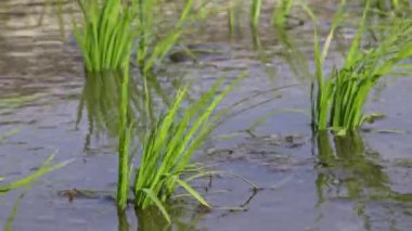4K, Tainan, Tayvan 'da güzel yeşil pirinç tarlalarına yakın çekim. Güzel pirinç ekinleri ve su çiftliği doğa tarlaları. Dağ-Dan pirinç tarlalarının tarım çiftlikleri