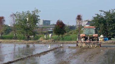 Tayvan, Tainan 'da kırsalda uçan balıkçıl balıklarıyla pirinç tarlasını süren traktörün yavaş hareketi. Hasat makinesi hasat tarlaları olan güzel bir çiftçi panoramiği. Uçan kuşlarla manzara - Dan