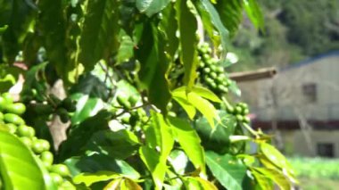 4K, kahve çiftliğindeki dallarda kırmızı ve yeşil meyveli kahve ağacının detaylı fotoğrafını çek. Tayvan-Dan dağındaki ağaçların üzerinde olgunlaşan kahve çekirdekleri.