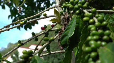 4K, kahve çiftliğindeki dallarda kırmızı ve yeşil meyveli kahve ağacının detaylı fotoğrafını çek. Tayvan-Dan dağındaki ağaçların üzerinde olgunlaşan kahve çekirdekleri.