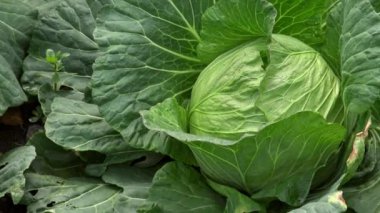 4K, Çin manzaralı yeni yetişmiş lahana tarlaları. Tayvan dağındaki sebze yeşili sebze tarlalarının verimliliği. Çiftlik kavramında lahana yetiştiriciliği.