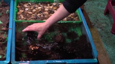 Asyalı kadının elinde deniz kestanesiyle Yavaş Hareketi. Geleneksel bir deniz ürünleri pazarında çalışmak, New Taipei 'deki Fuji Balık Pazarı' nın taze yemeklerini satmak. Tedarikçi pazarda echinus satıyor.