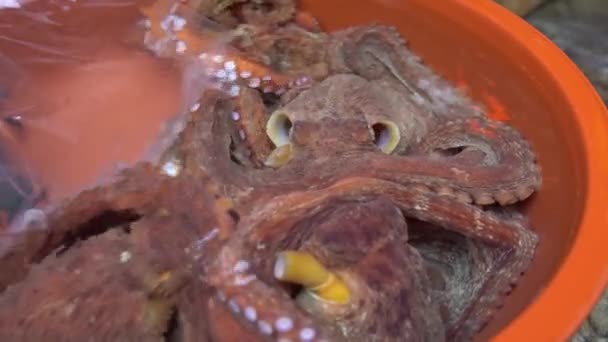 Sydkoreansk Säljare Som Säljer Levande Bläckfisk Jagalchis Fiskmarknad Seafood Market — Stockvideo