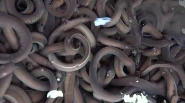 4K Bir sürü canlı yılan balığı, Güney Kore 'deki Jagalchi Balık Pazarı Busan' da küçük bir balık kavanozunda yüzen balık. Kkomjangeo lezzetli bir yemektir.