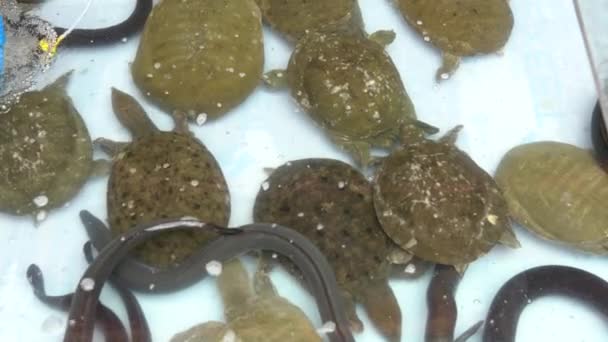 Vendors Sell Tartaruga Chinesa Concha Macia Usada Culinária Coreana Medicina — Vídeo de Stock