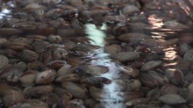 Yavaş çekimde Güney Koreli satıcı Jagalchi Balık Pazarı 'nda İstiridye Satıyor. Deniz ürünleri pazarındaki satıcılar ve Asyalılar Busan, Güney Kore-Dan sokaklarında taze yiyecek satıp satın alıyorlar.